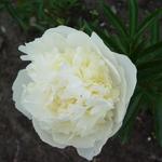 Paeonia lactiflora 'Duchesse de Nemours' - 