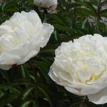 Paeonia lactiflora 'Shirley Temple' - 