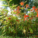 Begonia boliviensis 'Santa Cruz Sunset' - 