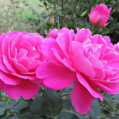 Rosa 'Pink Peace' - 