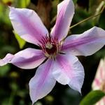Clematis 'Nelly Moser' - 