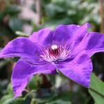 Clematis 'The President'  - 