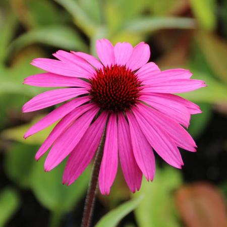 Echinacea Purpurea Primadonna Deep Rose Stauden Pflanzen