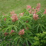 Aesculus pavia - Pavier rouge