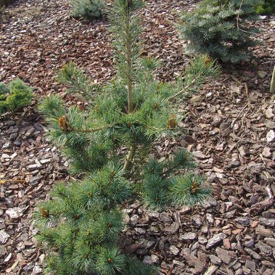 Pinus parviflora 'Fukuzumi' - 