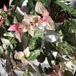 Trachelospermum jasminoides 'Tricolor' - 