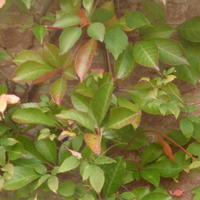 Parthenocissus henryana