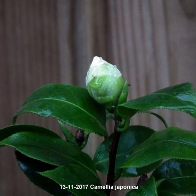 Camellia japonica - Kamelie - Camellia japonica