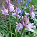 Hyacinthoides hispanica 'Rose' - 