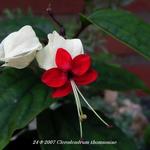 Clerodendrum thomsoniae - Clérodendron grimpant