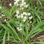 Hyacinthoides hispanica 'Alba' - 