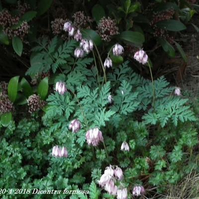 COEUR DE MARIE - Dicentra formosa