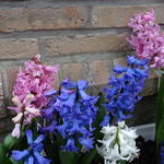 Hyacinthus orientalis 'Delight' - 