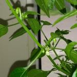 Capsicum annuum 'Little Elf' - 