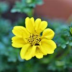 Bidens ferulifolia 'Yellow Sunshine' - 