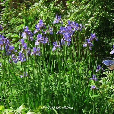 Iris sibirica