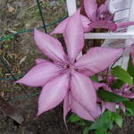 Clematis 'Giselle' - 