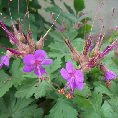 Balkan-Storchschnabel - Geranium macrorrhizum