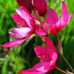 Ixia 'Mabel' - 