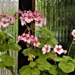 Pelargonium 'Scottow Star' - 