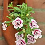 Calibrachoa 'Double Pink Tastic' - 