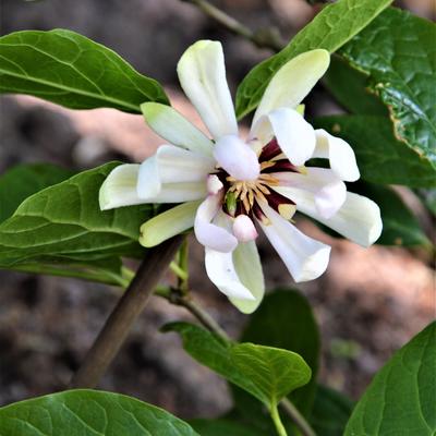 Calycanthus 'Venus'