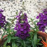 Angelonia - 