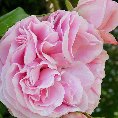 Rosa 'Giardina' - 
