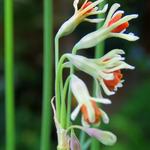 Tulbaghia alliacea - 