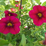 Calibrachoa hybrida 'CALITA Pink' - 