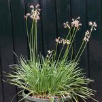 Tulbaghia alliacea - 