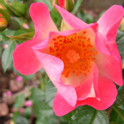 Rosa 'Bienenweide Apricot' - 