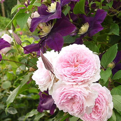 Rosa 'James Galway' - 