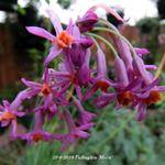 Tulbaghia 'Moya' - 