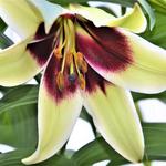 Lilium 'Kushi Maya' - 