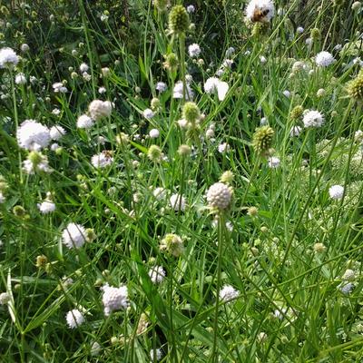 Succisella inflexa 'Frosted Pearls'