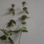 Clinopodium vulgare - Clinopodium vulgare - Gemeiner Wirbeldost