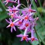 Tulbaghia 'Moya' - 