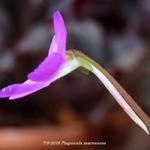 Pinguicula macroceras - 