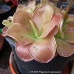 Pinguicula macroceras - 