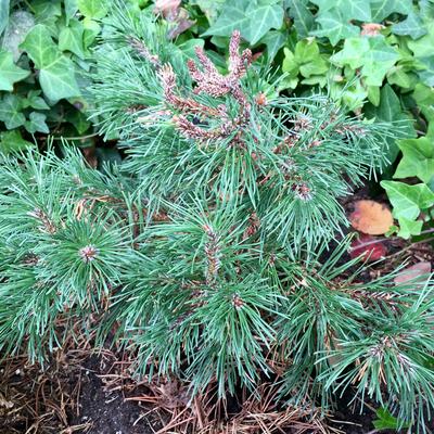 Pinus mugo subsp. uncinata 'Heideperle' - 