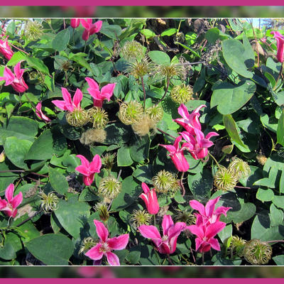 Clematis texensis 'Princess Diana' - 