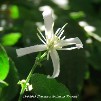 Clematis x  Jouiniana 'Praecox' - 