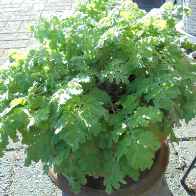 Tanacetum niveum 'Jackpot'