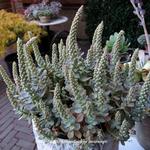 Orostachys iwarenge - 