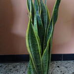 Sansevieria trifasciata var. laurentii - 