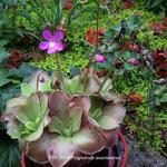 Pinguicula macroceras - 