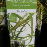 Frangula alnus 'Fine Line' - 