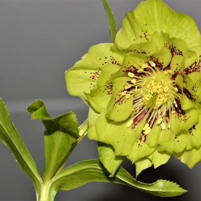 Helleborus x hybridus Harvington double green speckled - 