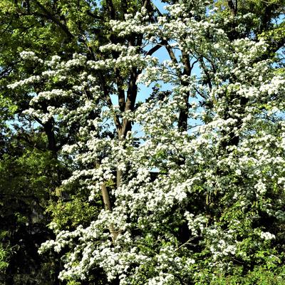 Crataegus monogyna - AUBEPINE  À UN STYLE